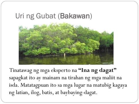 pagtatanim ng gubat: ano ito, mga katangian, uri at kahalagahan.
